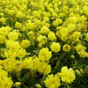 Helianthemum 'Sulphureum Plenum'