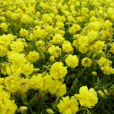 Helianthemum 'Sulphureum Plenum' - Helianthemum 'Sulphureum Plenum'