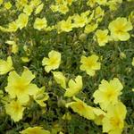 Helianthemum 'Wisley Primrose' - 