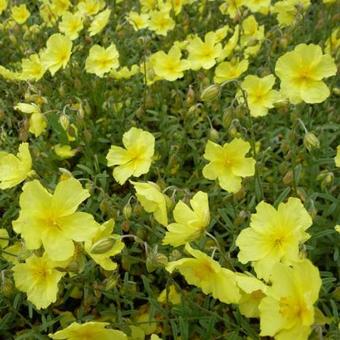 Helianthemum 'Wisley Primrose'