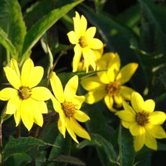 Helianthus atrorubens 'Giganteus'