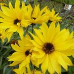 Helianthus atrorubens 'Monarch' - 