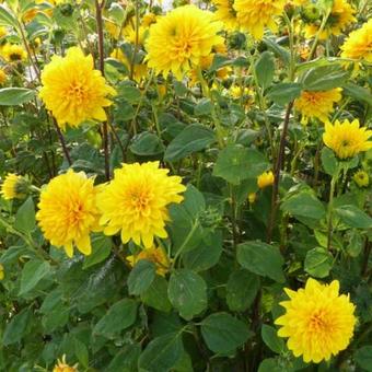 Helianthus decapetalus 'Plenus'