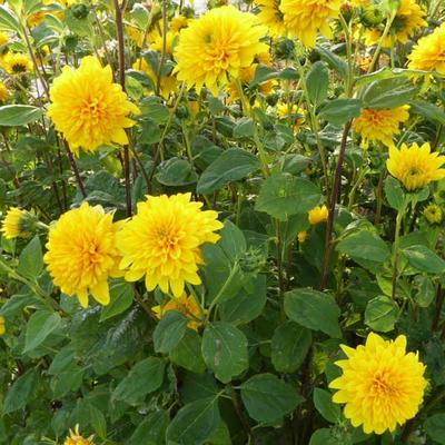 Helianthus decapetalus 'Plenus' - 