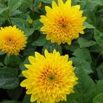 Helianthus decapetalus 'Soleil d'Or' - 