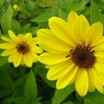 Helianthus decapetalus 'Triomphe de Gand' - 