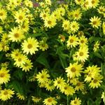 Helianthus 'Lemon Queen' - 