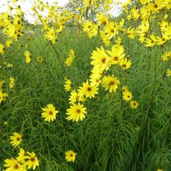 Helianthus salicifolius var. orgyalis