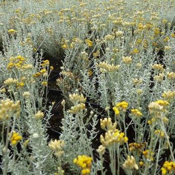 Helichrysum italicum