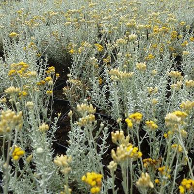 Helichrysum italicum - Italienische Strohblume