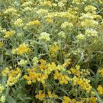 Helichrysum 'Schwefellicht' - 