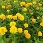 Heliopsis helianthoides var. scabra 'Asahi' - 