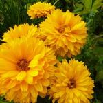 Heliopsis helianthoides 'Goldgefieder' - 