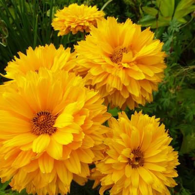 Heliopsis helianthoides 'Goldgefieder'