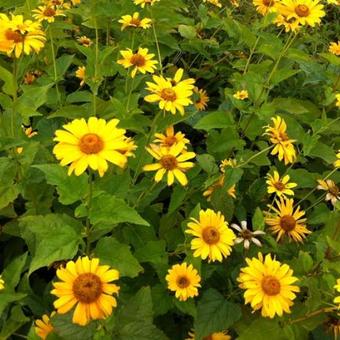 Heliopsis helianthoides var. scabra 'Karat'