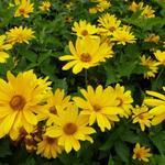 Heliopsis helianthoides 'Mars' - 