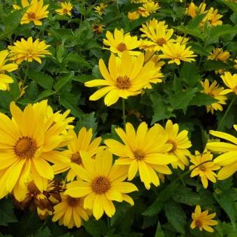 Heliopsis helianthoides 'Mars'