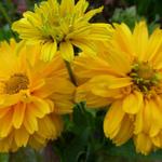 Heliopsis helianthoides ‘Summer Sun’ - Heliopsis helianthoides ‘Summer Sun’