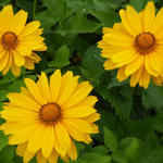 Heliopsis helianthoides 'Venus' - 