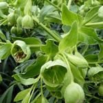 Helleborus foetidus 'Wester Flisk' - 