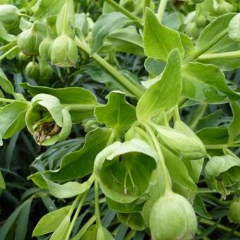 Helleborus foetidus 'Wester Flisk'