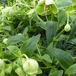 Helleborus foetidus 'Wilgenbroek' - 