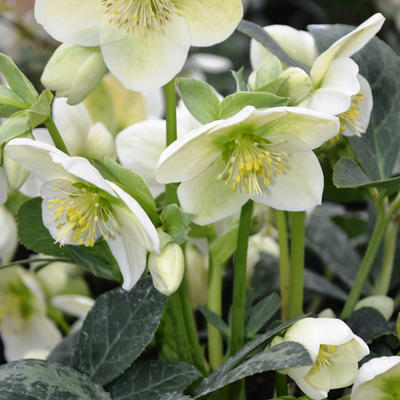 Helleborus x nigercors 'Anna' - 