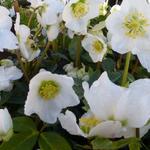 Schneerose - Helleborus niger