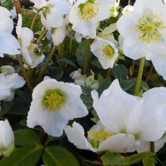 Helleborus niger