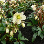 Helleborus x nigercors 'Candy Love' - 