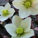 Helleborus x nigercors 'Emma' - 