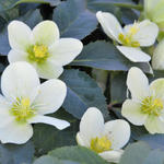 Helleborus x nigercors 'Snow Love' - 