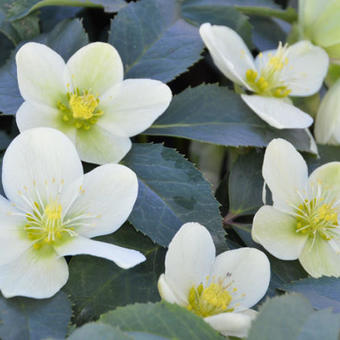 Helleborus x nigercors 'Snow Love'