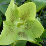 Helleborus orientalis 'Green Spotted' - 