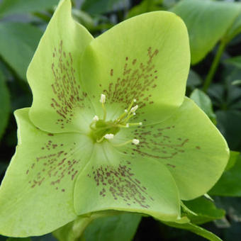 Helleborus orientalis 'Green Spotted'