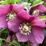 Helleborus orientalis 'Red LADY' - 