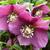 Helleborus orientalis 'Red LADY'