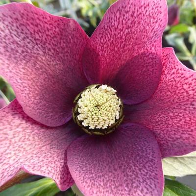 Helleborus orientalis 'Red Spotted' - 