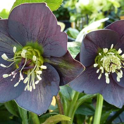 Helleborus orientalis 'Slaty Blue Strain' - 