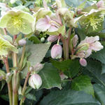 Helleborus x sternii - 