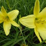 Hemerocallis altissima - Zitronen-Taglilie