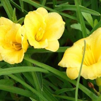 Hemerocallis citrina