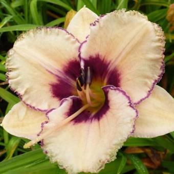 Hemerocallis 'Alaqua'