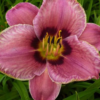 Hemerocallis 'Always Afternoon' - 