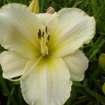 Hemerocallis 'Arctic Snow'