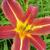 Hemerocallis 'Autumn Red'