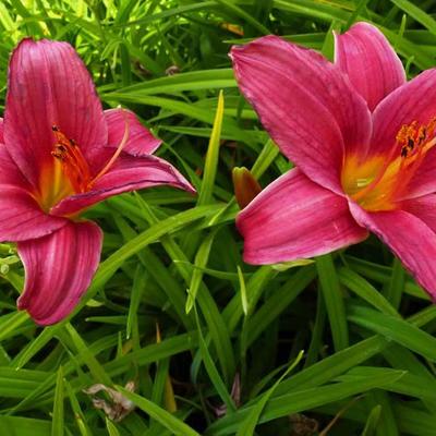 Hemerocallis 'Baby Betsy' - 