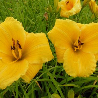 Hemerocallis 'Bakabana' - 