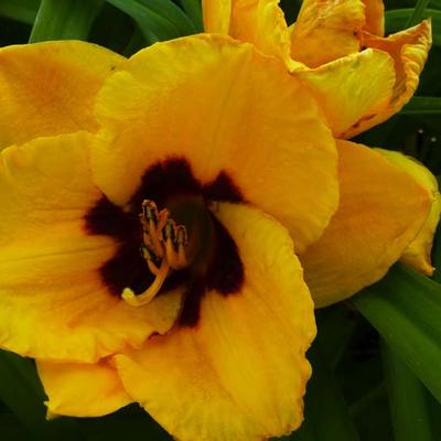 Hemerocallis 'Blackberry Candy' - Hemerocallis 'Blackberry Candy'