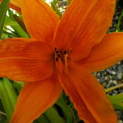 Hemerocallis 'Burning Daylight' - 